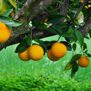 Valva Rustic Retreat