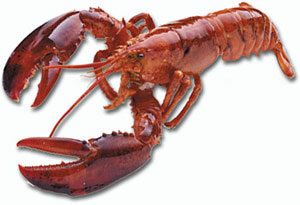 Lobster image